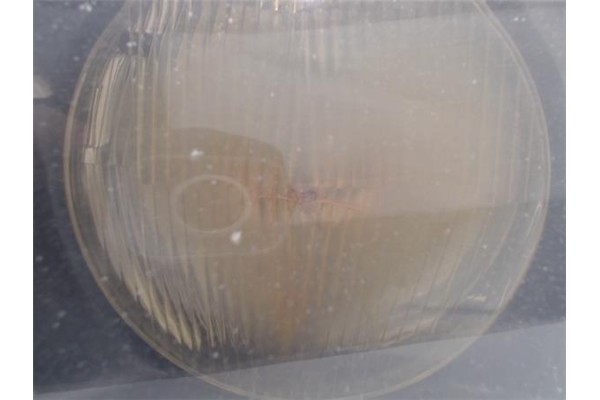 Recambio de faro delantero izquierdo para bmw serie 3 coupe (e36) referencia OEM IAM 631283634979 031095201 