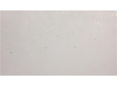 Recambio de capo para citroen berlingo 1.9 d 600 furgón referencia OEM IAM 7901K5 9839337980 