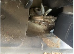 Recambio de anclaje cinturon trasero derecho para seat leon (1p1) 1.9 tdi referencia OEM IAM 1K0857740HQVZ 1P0857807B 