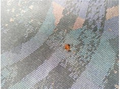 Recambio de asiento delantero derecho para nissan terrano ii (r20) 2.4 i 12v 4wd referencia OEM IAM 870000F 870000F005 