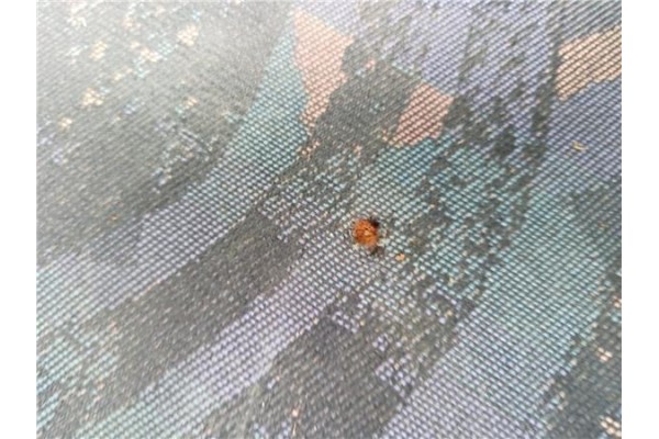 Recambio de asiento delantero derecho para nissan terrano ii (r20) 2.4 i 12v 4wd referencia OEM IAM 870000F 870000F005 